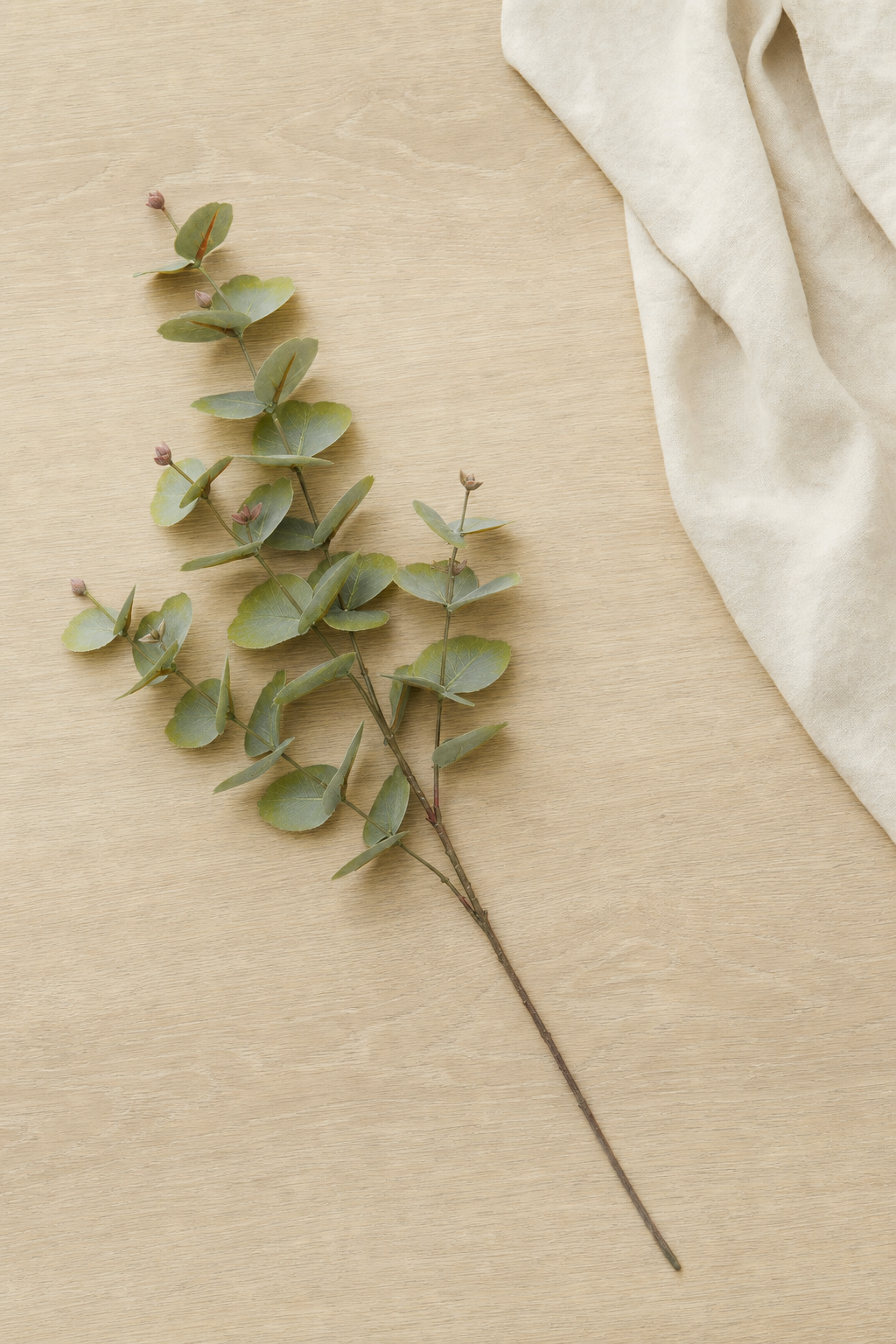 Spiral Eucalyptus Spray