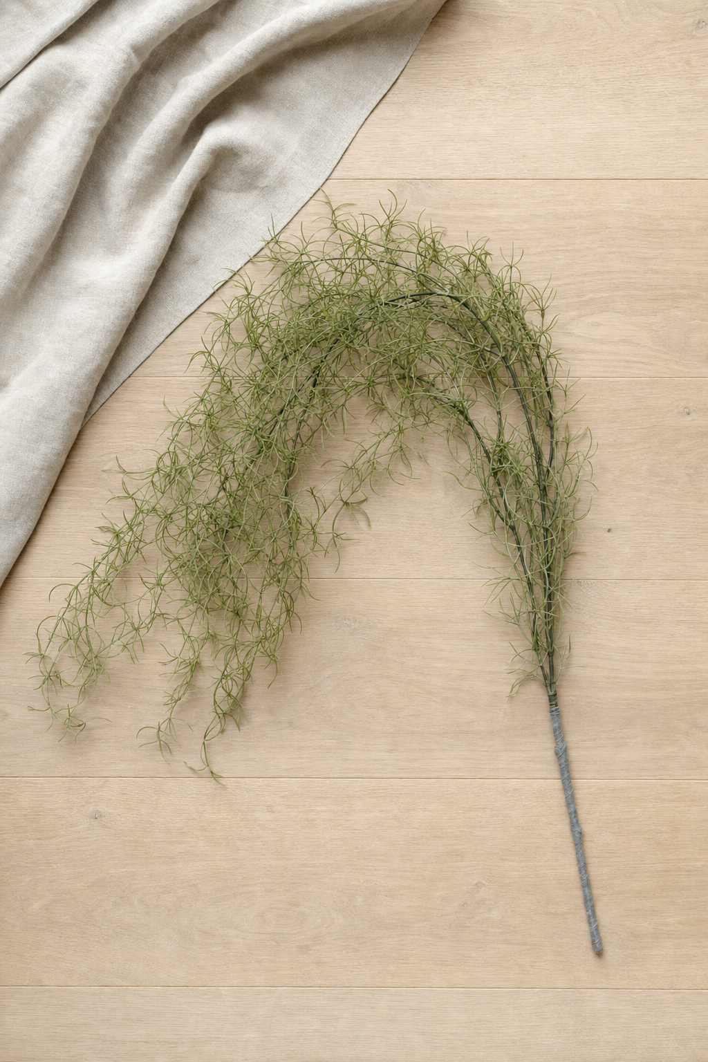 Tillandsia Air Plant Stem