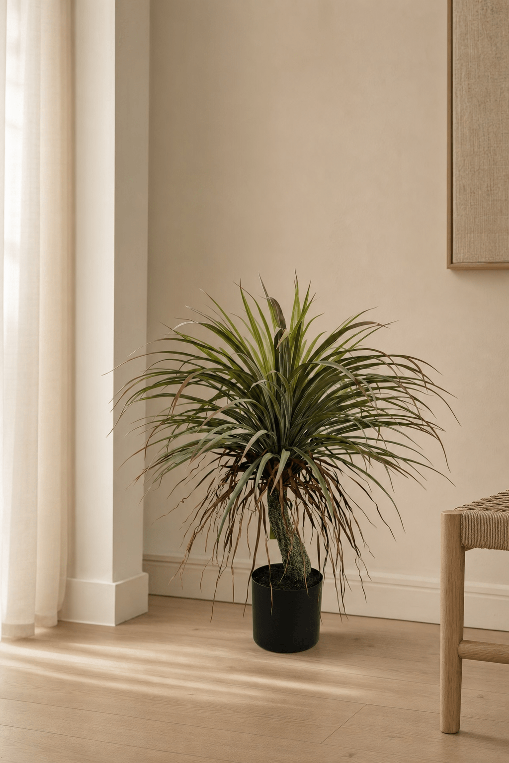 Yucca Tree