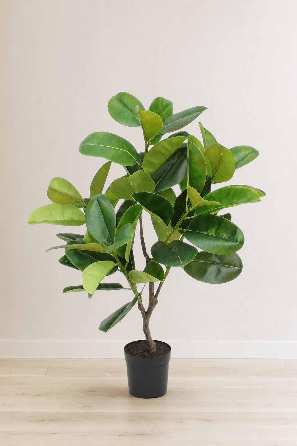 Real Touch Rubber Plant in Pot